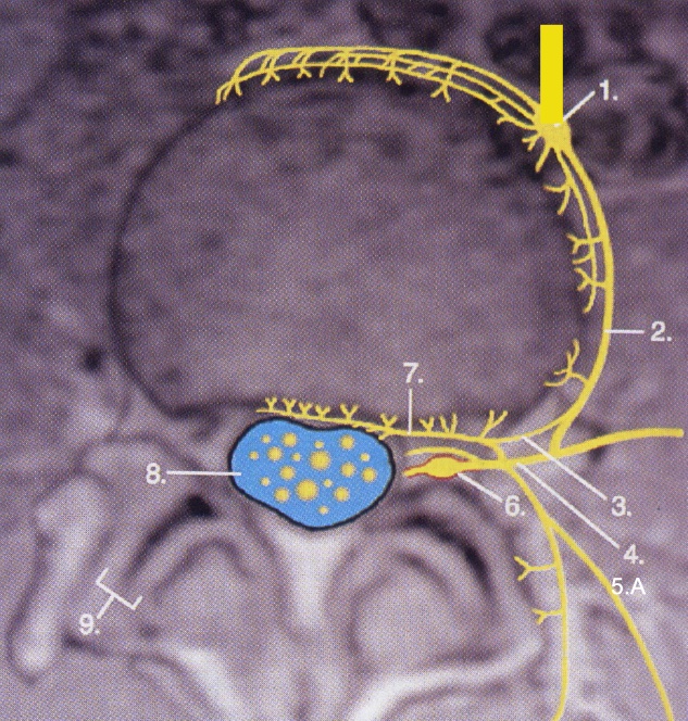 innervazione del disco intervertebrale